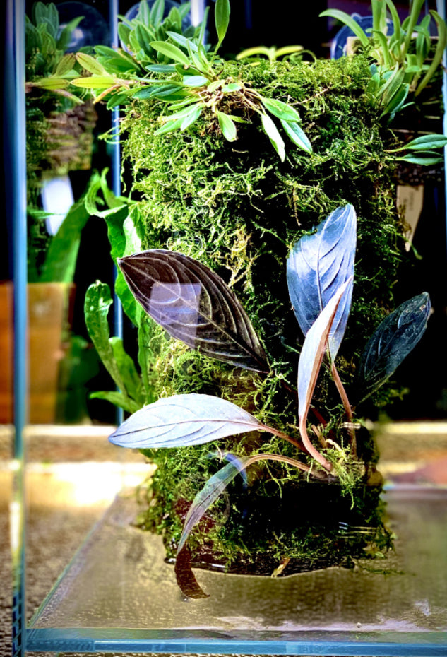 Mini-Orchid Terrarium Workshop